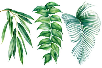 Set of Tropical watercolor palm leafon a white background, jungle design