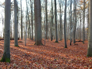 autumn in the forest