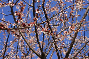 桜の花