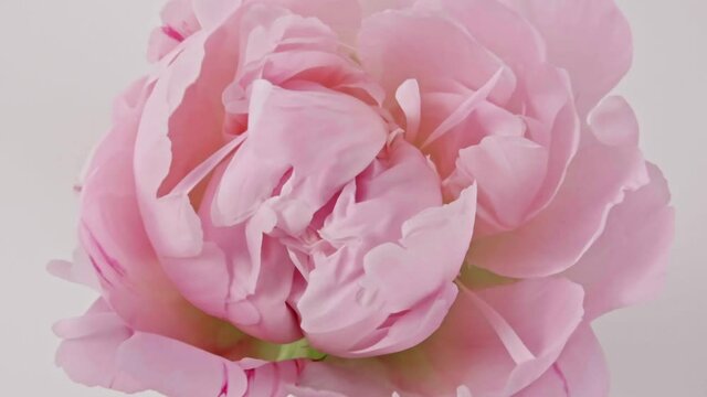 Beautiful pink, Blooming peony flower open on white background. Wedding backdrop, Valentine's Day concept. Time lapse, close-up timelapse. High quality 4k footage