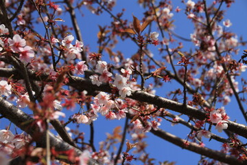 桜の花
