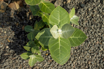 sunlight road side  glowing a Calotropis gigantea flower.