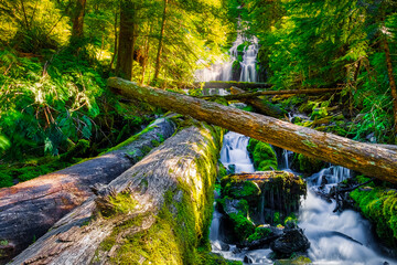 Upper Proxy Falls, Wilamette National Forest, Oregon