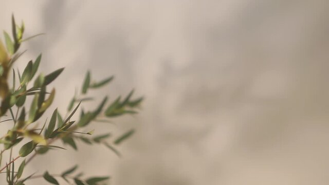 Shadow overlay effect. Shadows of plants and tree leaves on a white clean wall on a sunny day. Blurred shadows background