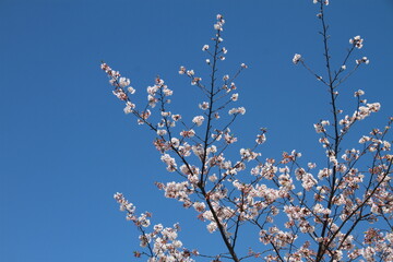 桜の花