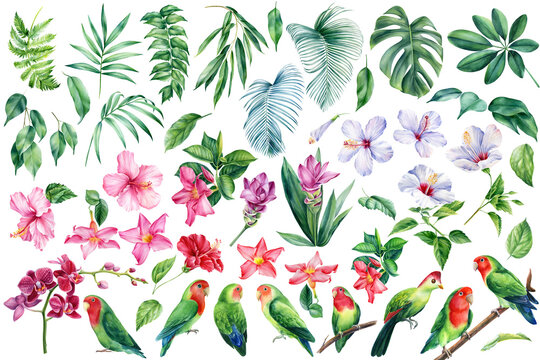 Parrots lovebirds, palm leaves, tropical flowers turmeric, orchid, hibiscus , watercolor botanical illustration