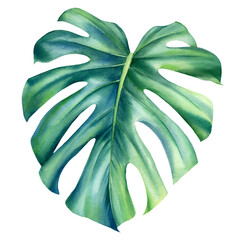 Monstera on a white background, watercolor illustration