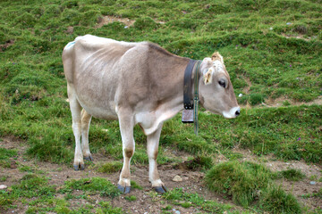 Kuh auf einer Alpenwiese am Albulapass in der Schweiz 12.8.2020