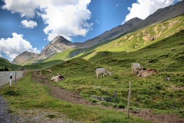 Kuhherde auf einer Alpenwiese am Albulapass in der Schweiz 12.8.2020