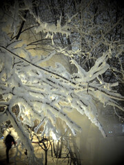 Покрытые инеем ветви дерева морозным вечером от подымающегося пара из колодца