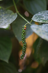 Black Pepper grow in pepper plant