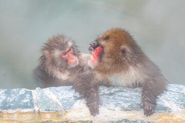 Naklejka premium 寒い冬に温泉で温まるニホンザル