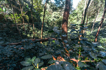 Red ripe arabica coffee under the canopy of trees in the forest