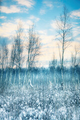 Birch Forest by Winter