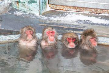 寒い冬に温泉で温まるニホンザル