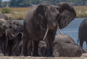 Herd of elephants on the Chobe River in Chobe National Park, Botswana
