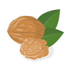 Walnut kernel in shell on a white background. Organic healthy nut. Vector illustration. Can also be used as a label, emblem, picture on the package.