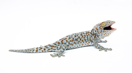 gecko on white background. Tropical asian geckos, True geckos.