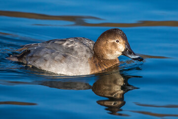 Tafelente (Aythya ferina) Weibchen