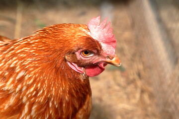 Red brown female egg hen