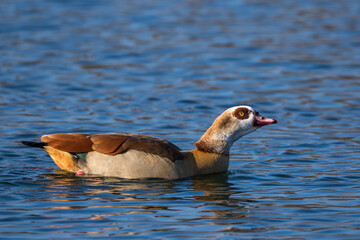 Nilgans (Alopochen aegyptiacus)