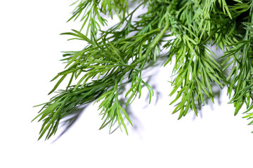 bunch fresh, green dill on a white background.