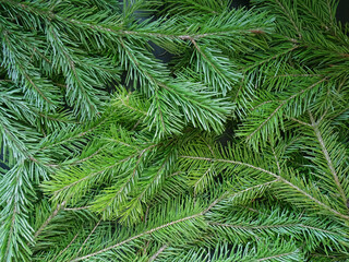 solid background of green fir branch