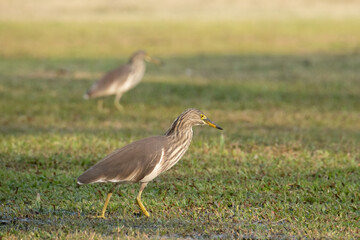 Chinese pond heron(Ardeola bacchus) on the lawn in the park.