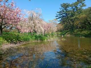 Cherry Blossom River