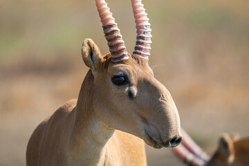 Portret van mannelijke Saiga-antilope of Saiga-tatarica