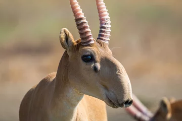 Deurstickers Antilope Portret van mannelijke Saiga-antilope of Saiga-tatarica