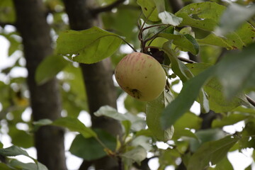 apple on tree
