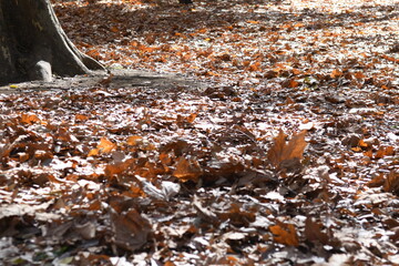 Obraz premium 落ち葉