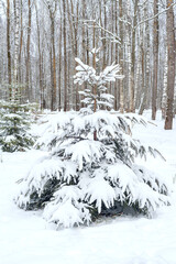 Spruce covered with snow, winter forest
