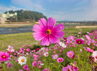 Flower Festival in Yellow Ciy Jangseong, Jeonnam, South Korea, Asia
