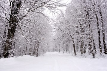 snow covered trees in winter