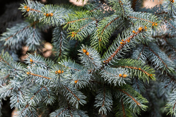 Naklejka na ściany i meble Branches of spruce or conifer background