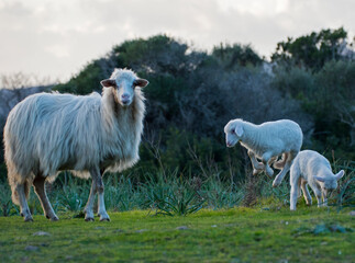 Il salto dell'agnello 3