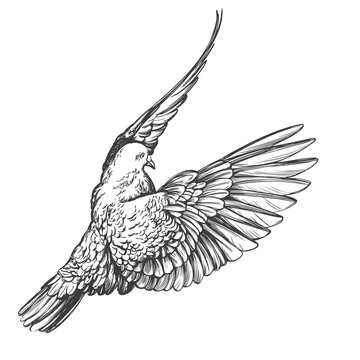 dove bird is a symbol of peace and purity hand drawn vector illustration realistic sketch