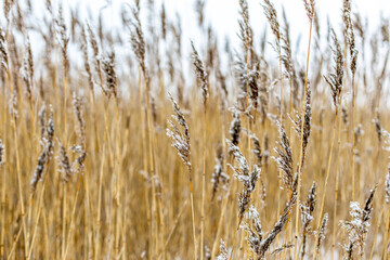 reed plants winter3