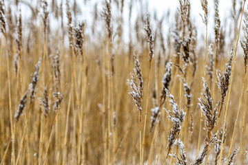 Fototapeta premium reed plants winter2