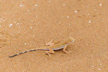 Spotted toad-headed Agama buried in steppe sand