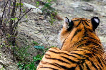 The back of the tiger lying on the ground