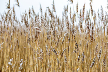 reed plants winter