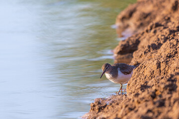 Wood Sandpiper or Tringa glareola. Wild bird in a natural habitat