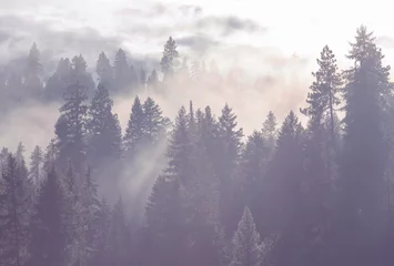 Cercles muraux Forêt dans le brouillard Fog in the forest