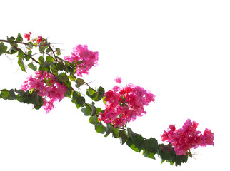 Blooming  Bougainvillea branch  isolated on white background. Selective focus.