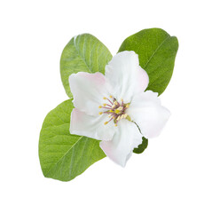 Quince flower isolated on white background.