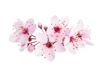 Up-close light pink Cherry blossoms ( Sakura) isolated on a white background. - 407148303