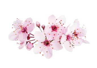 Fotobehang Up-close light pink Cherry blossoms ( Sakura) isolated on a white background. © Antonel